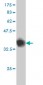GABBR1 Antibody (monoclonal) (M01)